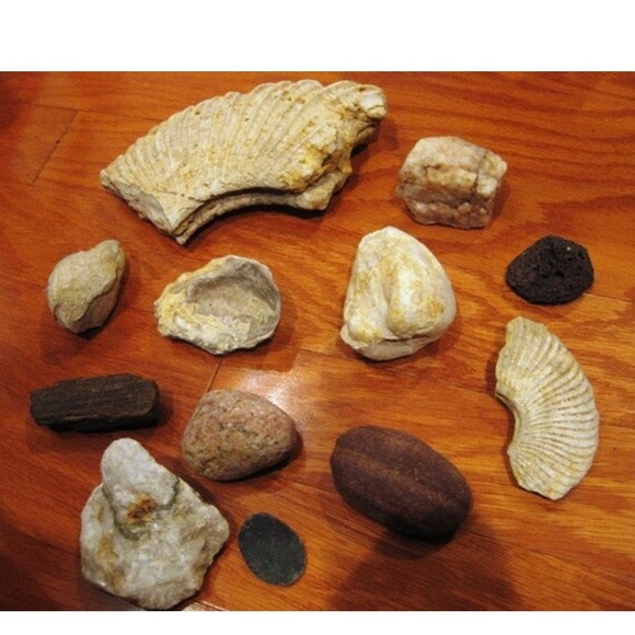 Instant Fossil/Rock Collection Lot 2 (Including 2 Pelecypod Fossils) - Picture 2 of 4